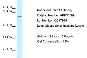 Image no. 1 for anti-Zinc Finger and BTB Domain Containing 9 (ZBTB9) (C-Term) antibody (ABIN2777405)