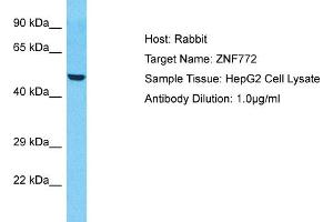 Host: Rabbit Target Name: ZNF772 Sample Type: HepG2 Whole Cell lysates Antibody Dilution: 1.
