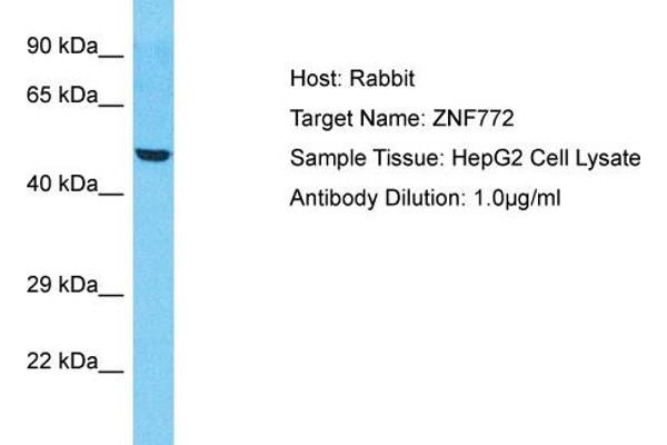 anti-Zinc Finger Protein 772 (ZNF772) (Middle Region) antibody