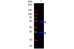 Image no. 2 for Goat anti-Rat IgG (Heavy & Light Chain) antibody (FITC) - Preadsorbed (ABIN102121)