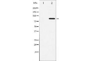 Image no. 9 for anti-Signal Transducer and Activator of Transcription 3 (Acute-Phase Response Factor) (STAT3) (pSer727) antibody (ABIN6256411)