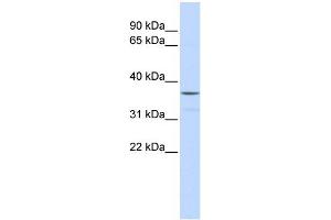 anti-Zinc Finger Protein 787 (ZNF787) (Middle Region) antibody