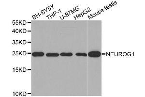 Image no. 1 for anti-Neurogenin 1 (NEUROG1) antibody (ABIN3017394)