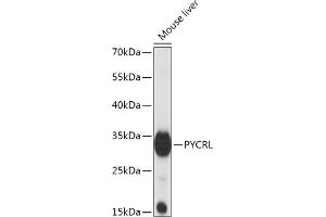 PYCRL anticorps  (AA 13-286)