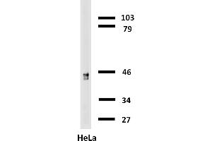 Image no. 1 for anti-Keratin 18 (KRT18) antibody (Biotin) (ABIN94280)