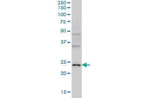 Image no. 1 for anti-Neurogenin 1 (NEUROG1) (AA 82-163) antibody (ABIN2752357)