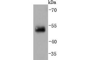 Image no. 2 for anti-Interferon Regulatory Factor 2 (IRF2) antibody (ABIN5557494)