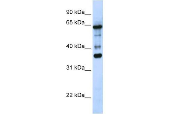 anti-Zinc Finger Protein 630 (ZNF630) (N-Term) antibody