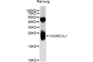 VKORC1L1 anticorps