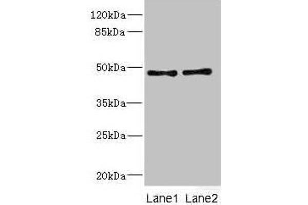 CRTAP antibody  (AA 20-240)