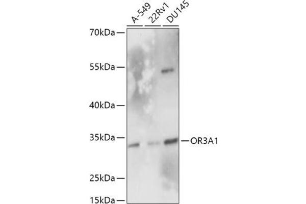 OR3A1 antibody  (AA 254-315)