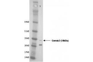 Image no. 1 for anti-Gem (Nuclear Organelle) Associated Protein 2 (GEMIN2) (AA 12-280) antibody (ABIN108540)