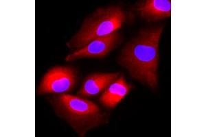 Image no. 4 for anti-N-Acetyltransferase 6 (GCN5-Related) (NAT6) (AA 1-308), (N-Term) antibody (ABIN452458)
