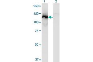 Image no. 2 for anti-Slingshot Homolog 1 (SSH1) (AA 752-849) antibody (ABIN527062)