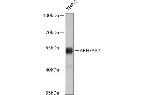 arfgap2 Antikörper  (AA 242-521)
