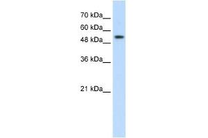 Image no. 2 for anti-Pre-mRNA Processing Factor 19 (PRPF19) antibody (ABIN629622)