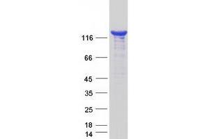 Phospholipase C gamma 2 (PLCG2) protein (Myc-DYKDDDDK Tag)