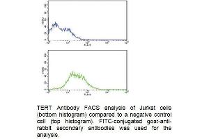 Image no. 2 for anti-Telomerase Reverse Transcriptase (TERT) (AA 1104-1132) antibody (ABIN1981423)