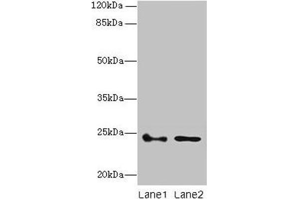 RhoF antibody  (AA 1-170)
