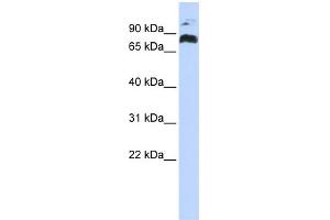 Image no. 1 for anti-PHD Finger Protein 21A (PHF21A) (Middle Region) antibody (ABIN2775871)