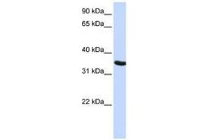 Image no. 1 for anti-Developmental Pluripotency Associated 2 (DPPA2) (AA 36-85) antibody (ABIN6741153)