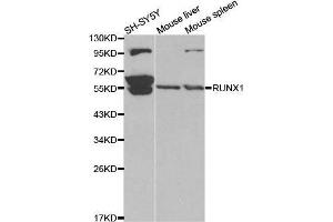 RUNX1 抗体  (AA 150-250)