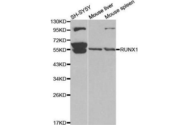 RUNX1 Antikörper  (AA 150-250)