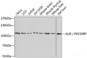 ALIX antibody
