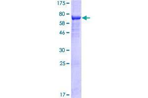 Image no. 1 for Arrestin Domain Containing 4 (ARRDC4) (AA 1-418) protein (GST tag) (ABIN1345735)