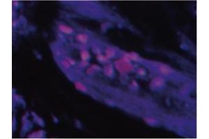 Image no. 1 for anti-Parathyroid Hormone 2 (PTH2) antibody (ABIN109738)