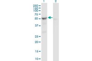 Image no. 2 for anti-serine Hydroxymethyltransferase 2 (Mitochondrial) (SHMT2) (AA 1-504) antibody (ABIN520180)