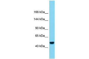 Image no. 1 for anti-Retinoblastoma-Like 2 (p130) (RBL2) (C-Term) antibody (ABIN2780695)