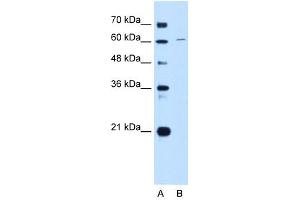anti-Chromatin Licensing and DNA Replication Factor 1 (CDT1) (C-Term) antibody