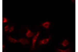Image no. 3 for anti-Mitochondrial Ribosomal Protein L14 (MRPL14) (C-Term) antibody (ABIN6258513)
