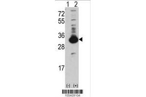 Image no. 2 for anti-Ketohexokinase (KHK) (AA 18-46), (N-Term) antibody (ABIN391088)