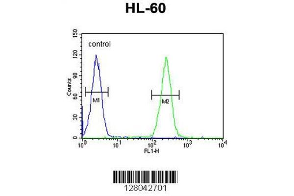 anti-BCL6 Corepressor-Like 1 (BCORL1) (AA 69-98), (N-Term) antibody
