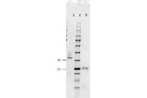 SDS-PAGE results of Goat Fab Anti-Mouse IgG (H&L) Antibody.