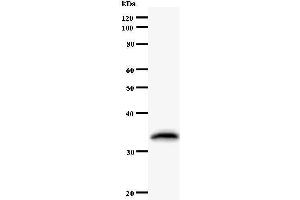 Image no. 1 for anti-TEA Domain Family Member 1 (SV40 Transcriptional Enhancer Factor) (TEAD1) antibody (ABIN931128)