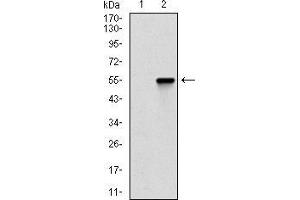 Image no. 3 for anti-Catenin, beta Like 1 (CTNNBL1) (AA 390-557) antibody (ABIN2682986)