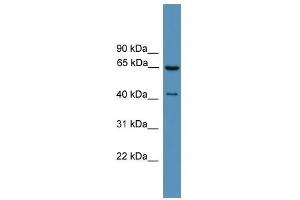 Image no. 1 for anti-G Protein-Coupled Receptor Kinase 1 (GRK1) (Middle Region) antibody (ABIN929342)