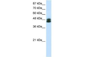 Image no. 1 for anti-Zinc Finger Protein 785 (ZNF785) (C-Term) antibody (ABIN927589)