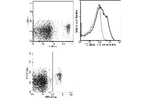 Image no. 1 for anti-CD226 (CD226) (AA 1-254) antibody (FITC) (ABIN2649095)