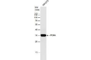 Image no. 10 for anti-Proliferating Cell Nuclear Antigen (PCNA) (Center) antibody (ABIN2854788)