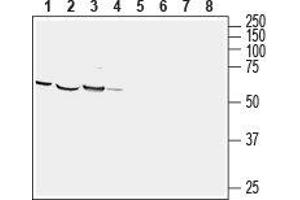 Western blot analysis of mouse brain (lanes 1 and 5), rat cortex (lanes 2 and 6), rat new born brain (lanes 3 and 7) and human brain glioblastoma (U-87 MG) cell line lysates: - 1-4.