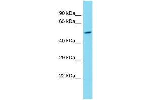 anti-Lysine (K)-Specific Demethylase 4E (KDM4E) (N-Term) antibody