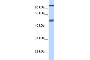 Image no. 1 for anti-DEAH (Asp-Glu-Ala-His) Box Polypeptide 32 (DHX32) antibody (ABIN633369)