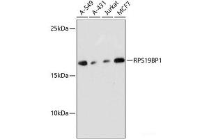 Western blot analysis of extracts of various cell lines using RPS19BP1 Polyclonal Antibody at dilution of 1:3000.