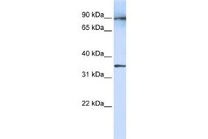 Image no. 3 for anti-Leucine Rich Repeat Containing 59 (LRRC59) (N-Term) antibody (ABIN2783711)