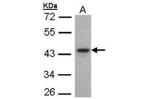 WB Image Sample (30 ug of whole cell lysate) A: HeLaS3 10% SDS PAGE antibody diluted at 1:1000
