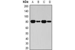 Western blot analysis of BAP1 expression in HL60 (A), THP1 (B), mouse kidney (C), rat brain (D) whole cell lysates.